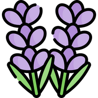 Lavender