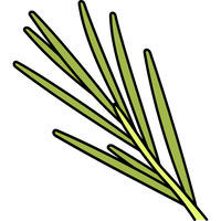 Rosemary