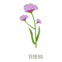 Verbena